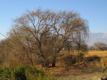 Bare trees on field against sky