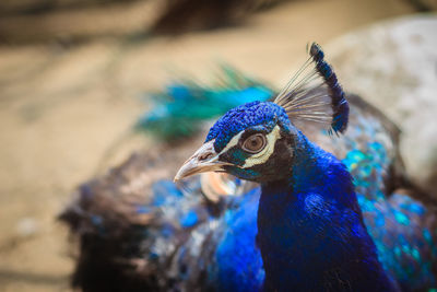 Close-up of a peacock