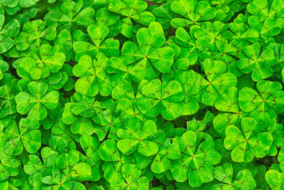 Full frame shot of leaves on field