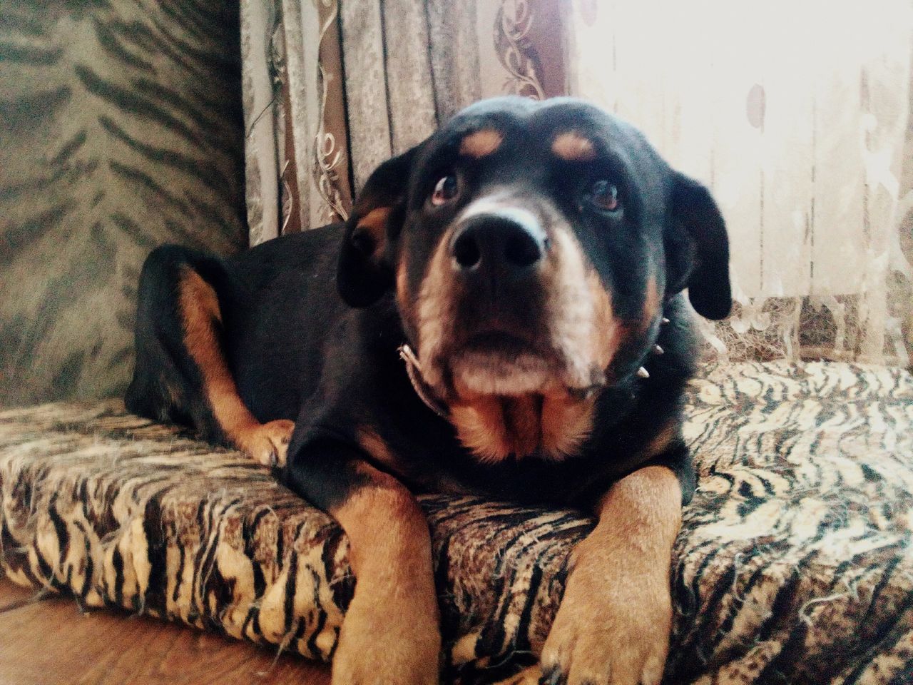 CLOSE-UP OF DOG RELAXING AT HOME