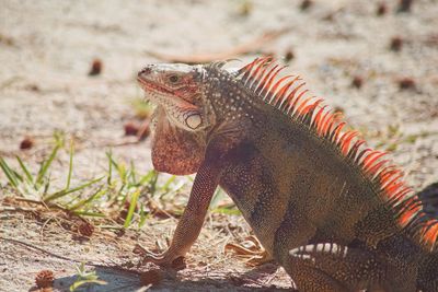 Close-up of lizard