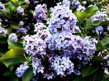 Close-up of purple flowering plants