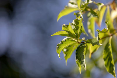 Close-up of green leaves on plant