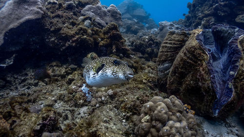 Fish swimming in sea