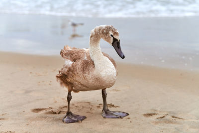 Young brown colored white swan walking by blue waters of baltic sea. swan chick with brown feathers
