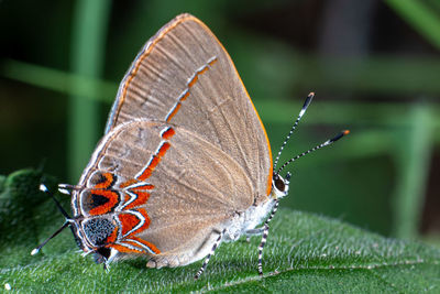 Close-up of butterfly on leaf