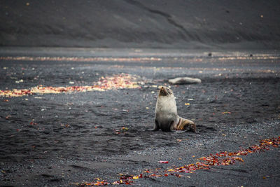 Bird sitting on the beach