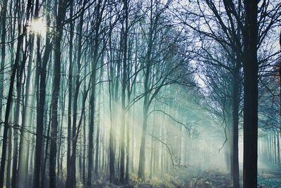 Bare trees in forest