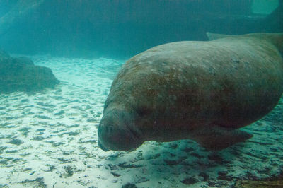 Close-up of fish swimming underwater