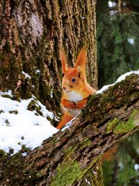 Portrait of squirrel on tree