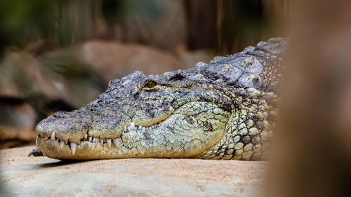 Close-up of crocodile