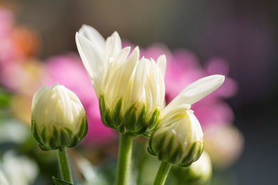 Close-up of flower buds