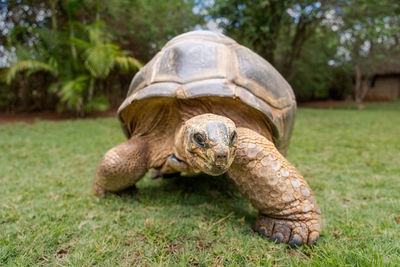 Aldabra giant tortoise crosses lawn towards camera