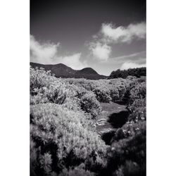 Scenic view of landscape against cloudy sky