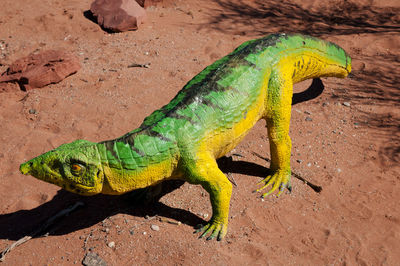 Close-up of lizard on rock