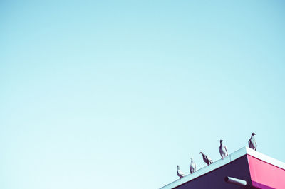 Low angle view of birds perching on roof against clear sky