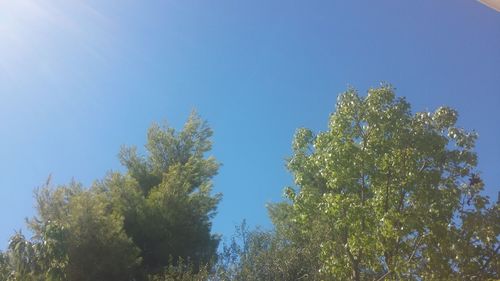 Low angle view of trees against blue sky