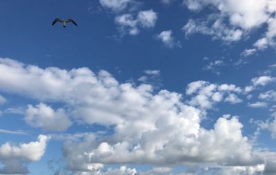 Low angle view of seagulls flying in sky