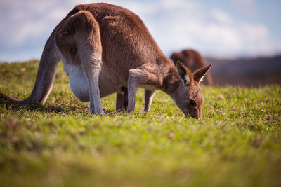 Kangaroo grazing in a field