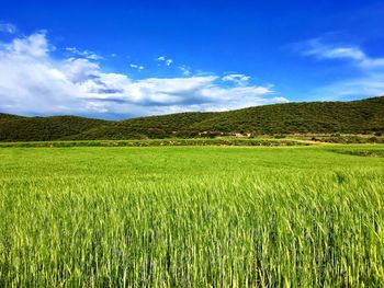 Scenic view of agricultural field against sky