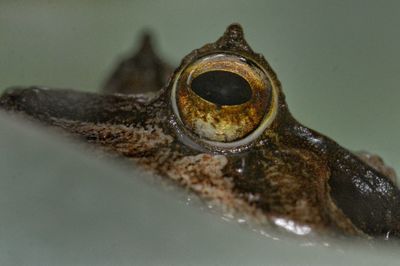 Close-up of lizard on metal