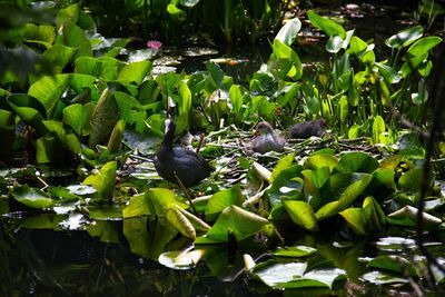 Bird perching on a plant