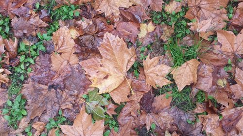 High angle view of dry leaves on field