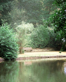 Scenic view of lake in forest