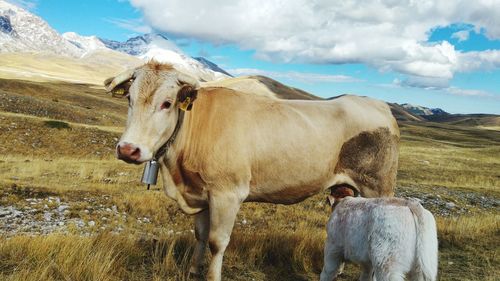 Portrait of cow standing on field against sky