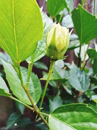 Close-up of fruit growing on plant