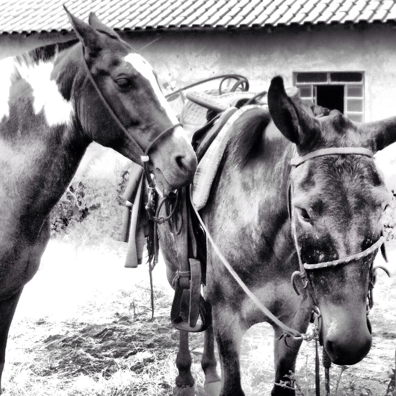 domestic animals, animal themes, mammal, horse, livestock, cow, working animal, herbivorous, two animals, standing, bridle, animal pen, domestic cattle, one animal, cattle, field, togetherness, stable, day, animal head