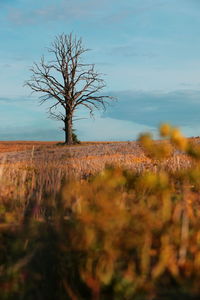 Bare tree on landscape against sky