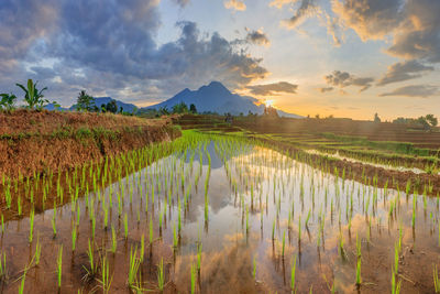 Panoramic view of agricultural field against sky during sunset