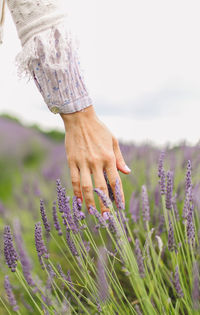 Cropped view of woman's hand against lavender flowers
