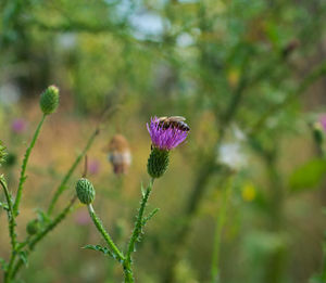 Close-up of purple flowering plant