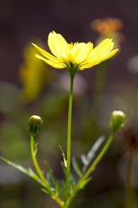 Close-up of yellow flower