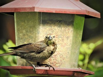 Close-up of bird perching on a feeder