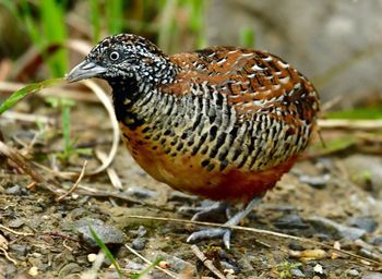 Close-up of a bird perching on a field