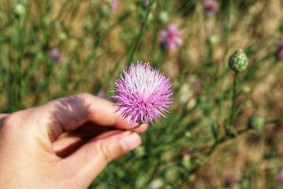 Close-up of hand holding purple flower