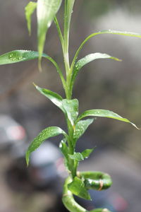 Close-up of fresh green plant