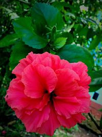 Close-up of pink flowers