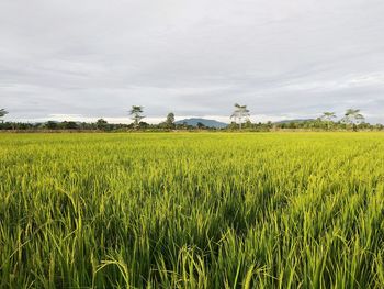 Scenic view of agricultural field against sky