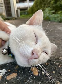 Close-up of a cat