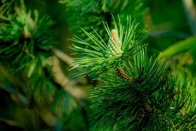 Close-up of pine tree