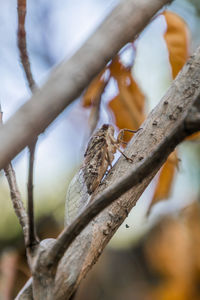 Low angle view of insect on tree against sky