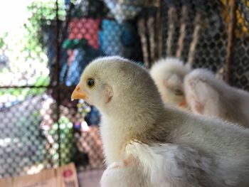 Close-up of a bird