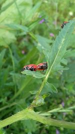 Close-up of insect on plant