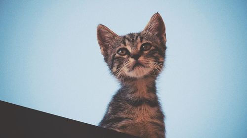 Low angle view of cat against clear sky