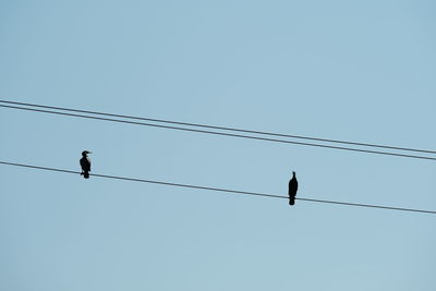 Low angle view of bird perching on cable against clear sky