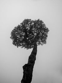 Low angle view of silhouette tree against sky